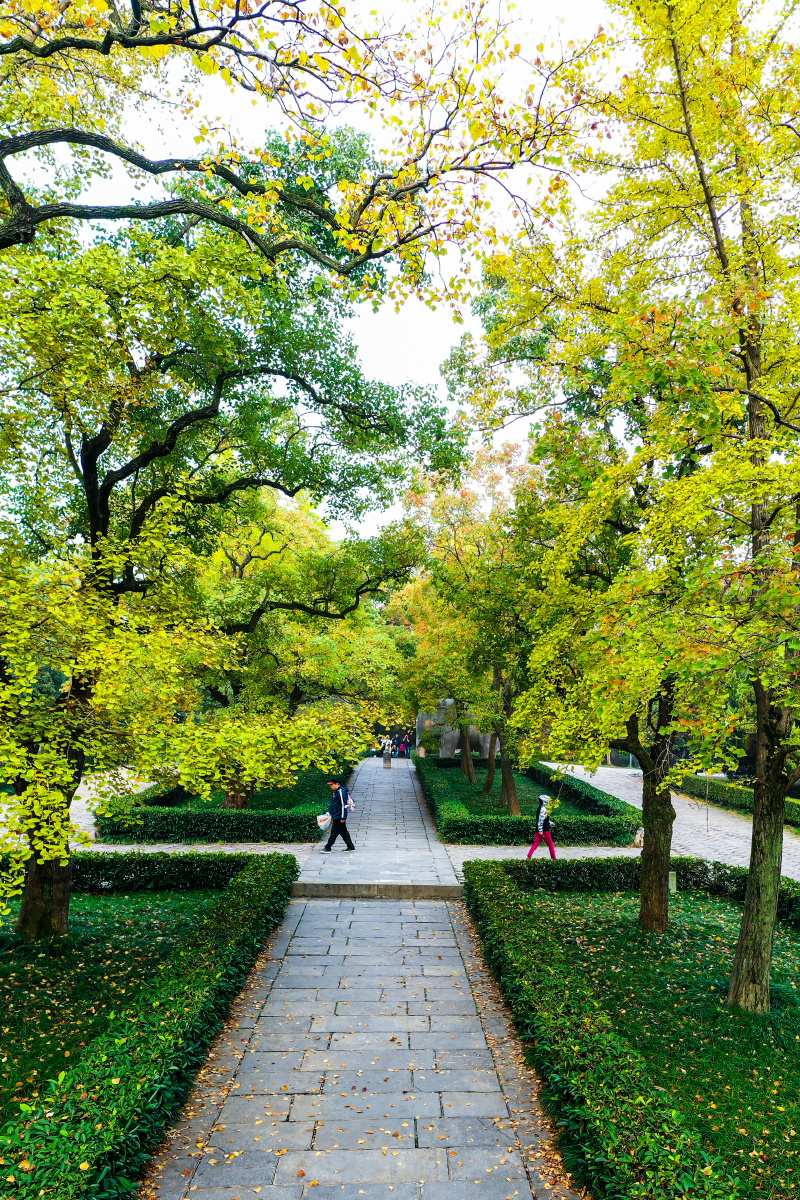 秋来叶已黄②秋天美丽的南京石象路