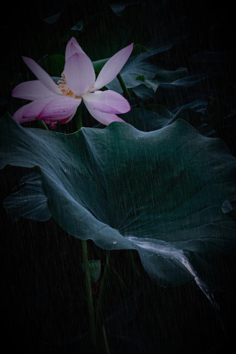 雨打荷花珠不定