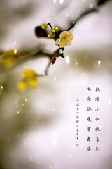一剪寒梅