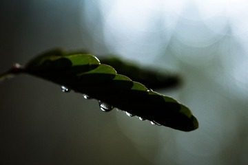 RAY_1288