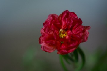 RAY_1667