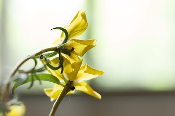 RAY_1672
