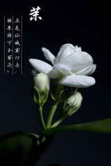 RAY_1841