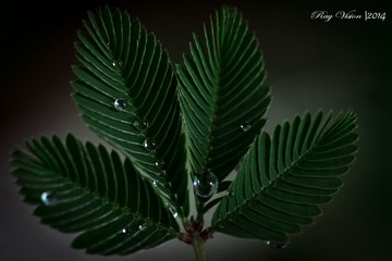 RAY_1998