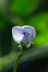 RAY_3245