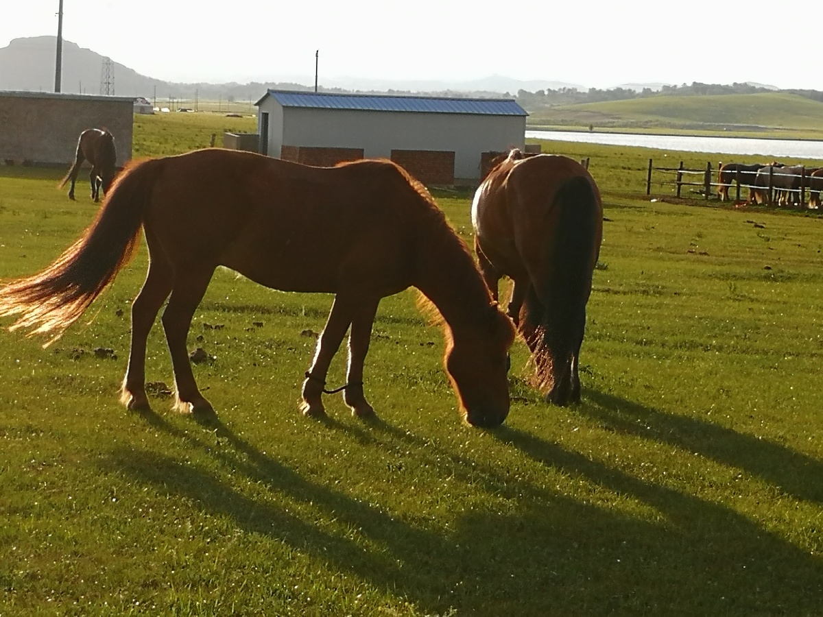 内蒙古坝上草原风光