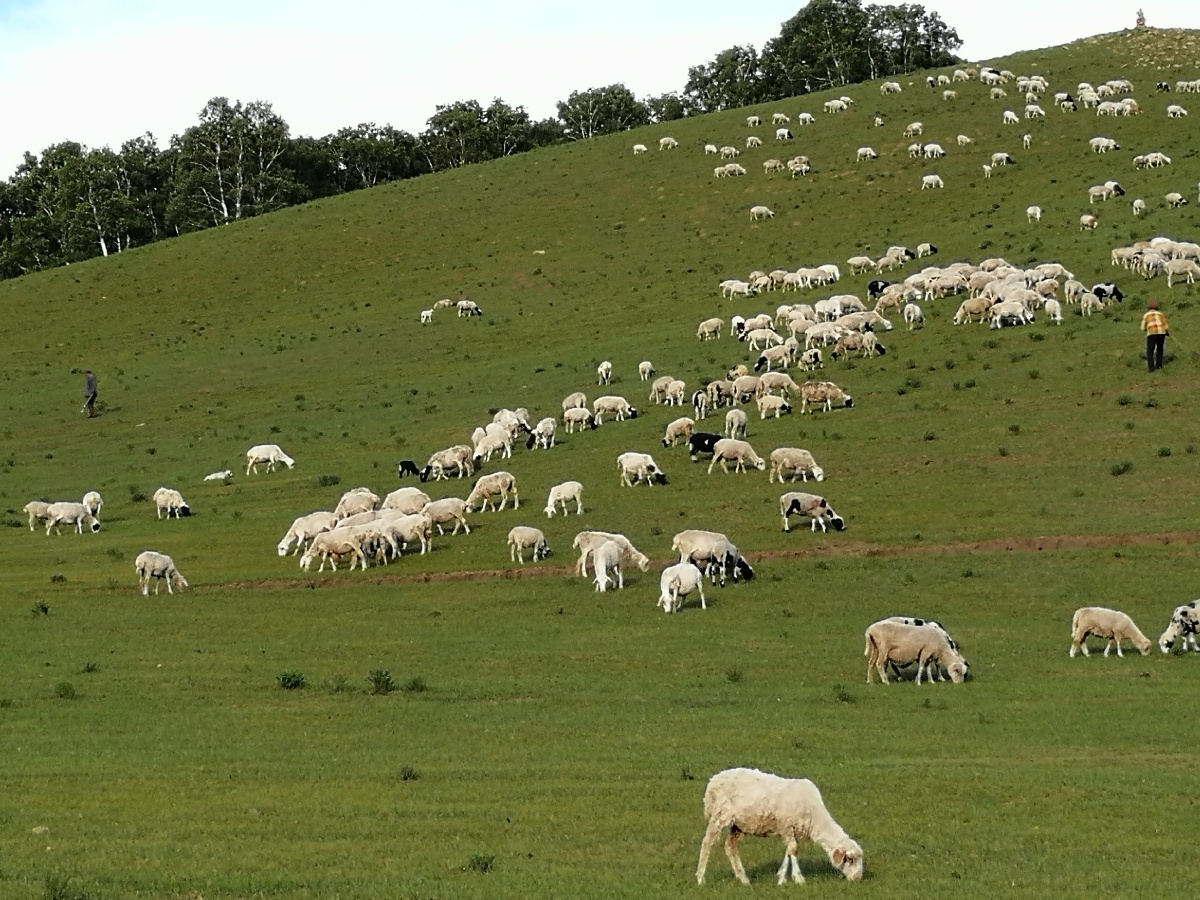 羊群在草地上悠闲的吃着草.