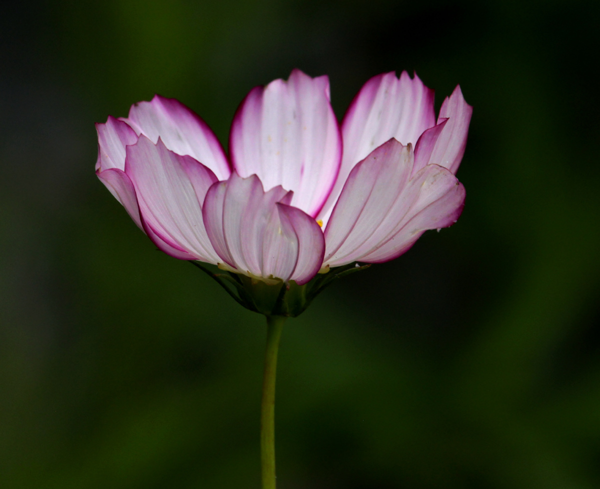 大花波斯菊 - 大寿 - 图虫