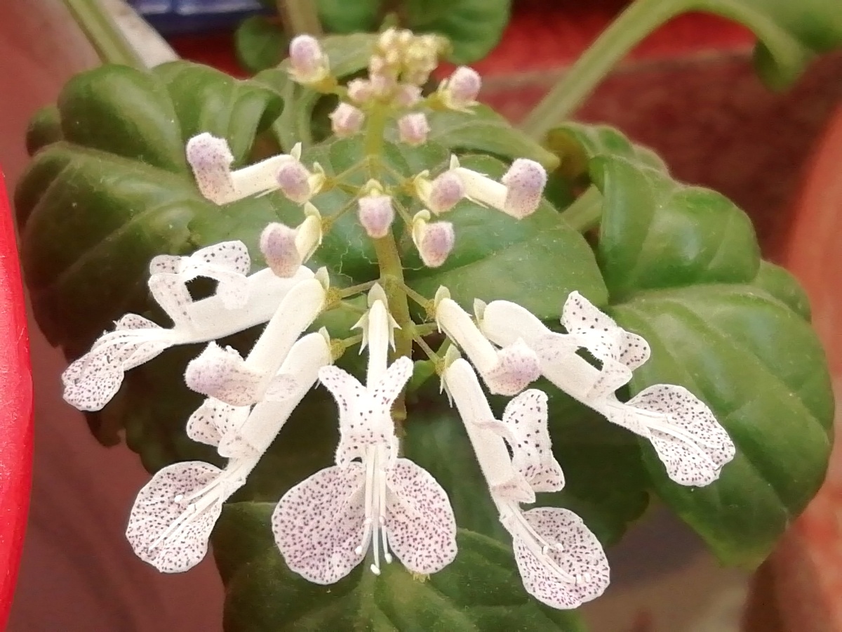 瑞典常春藤 - 大寿 - 图虫