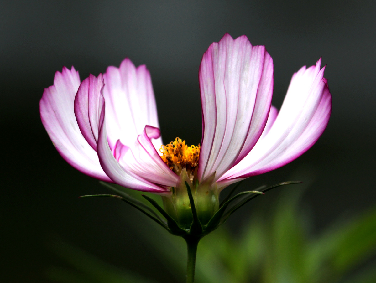 大花波斯菊 - 大寿 - 图虫