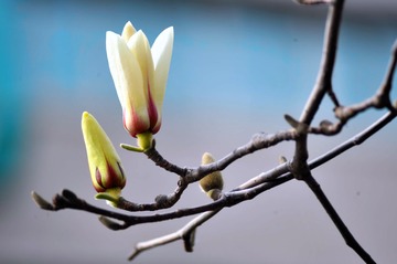 2016年3月7日，山东省邹城市，公园盛开玉兰花卉