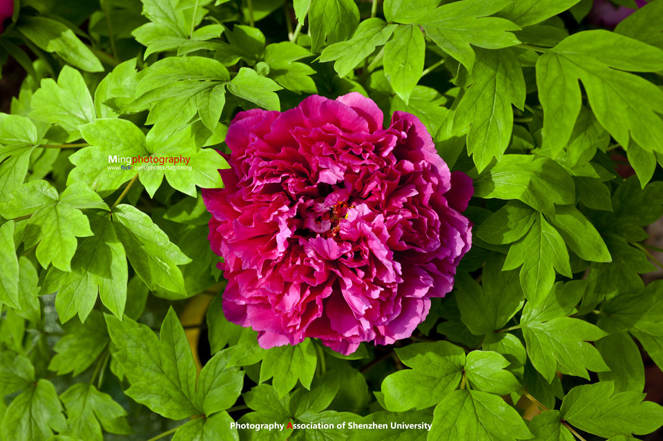 牡丹6 br /> 地点:深圳西丽