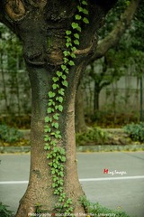绿色路径