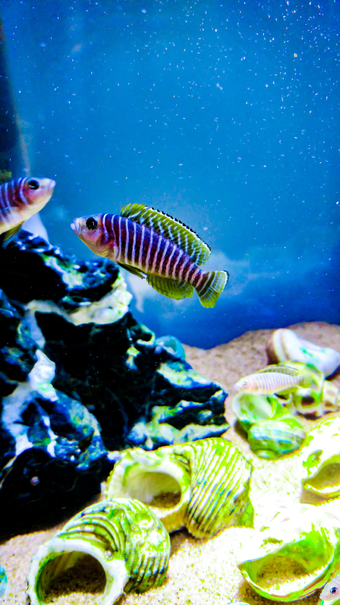 斑马贝鱼有认识的吗