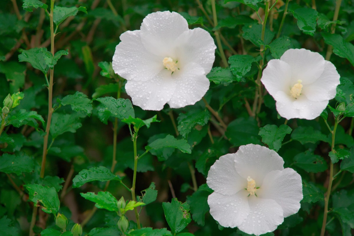 尼康750 ais70-210出片 - 阿乌梆梆 - 图虫