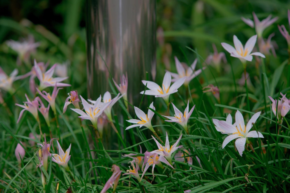 尼康750 ais70-210出片 - 阿乌梆梆 - 图虫