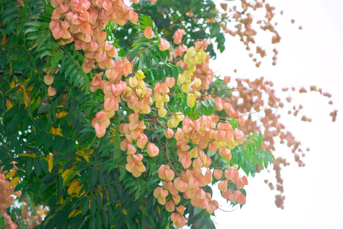 尼康750 ais70-210出片 - 阿乌梆梆 - 图虫