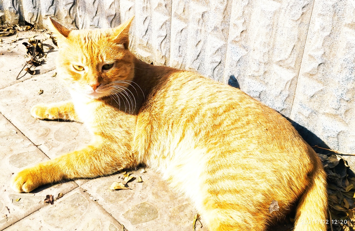 晒太阳的猫咪