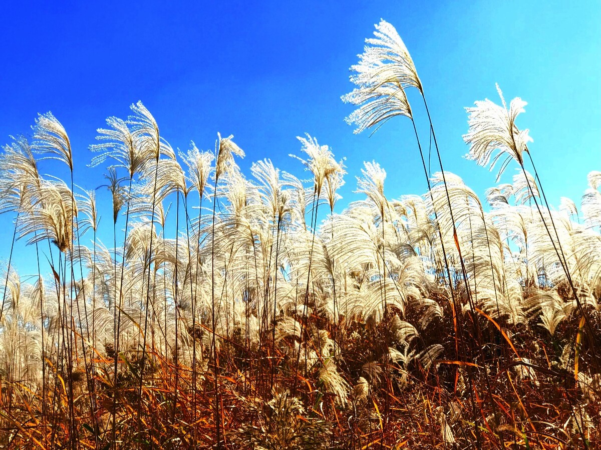 芦叶青青芦花白图片图片