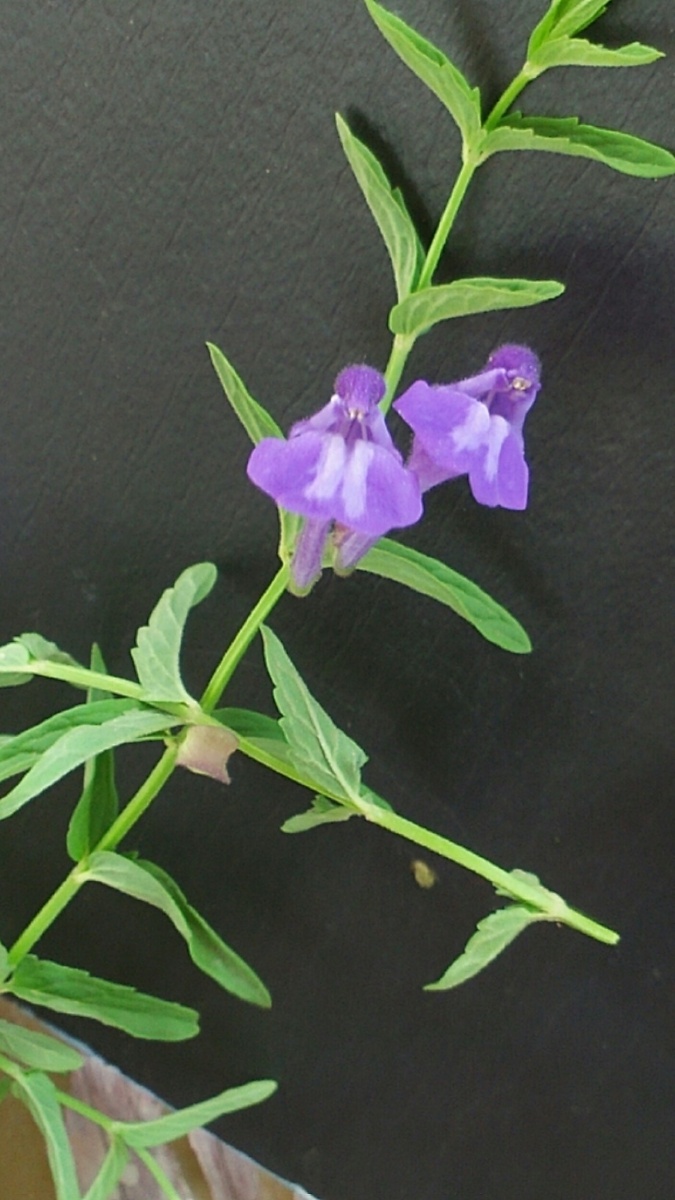 不知名的小兰花