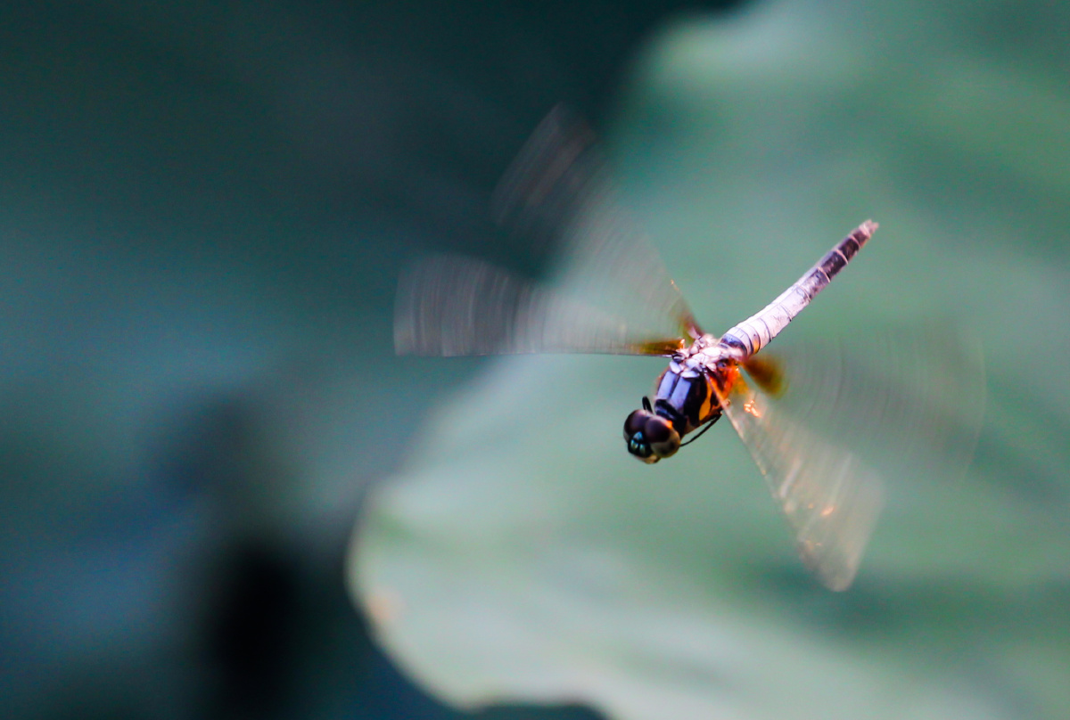 飞行中的蜻蜓