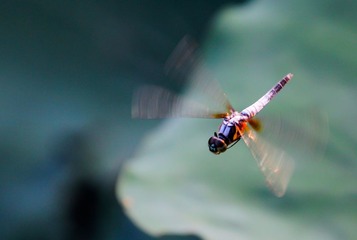 IMG_0142.jpg