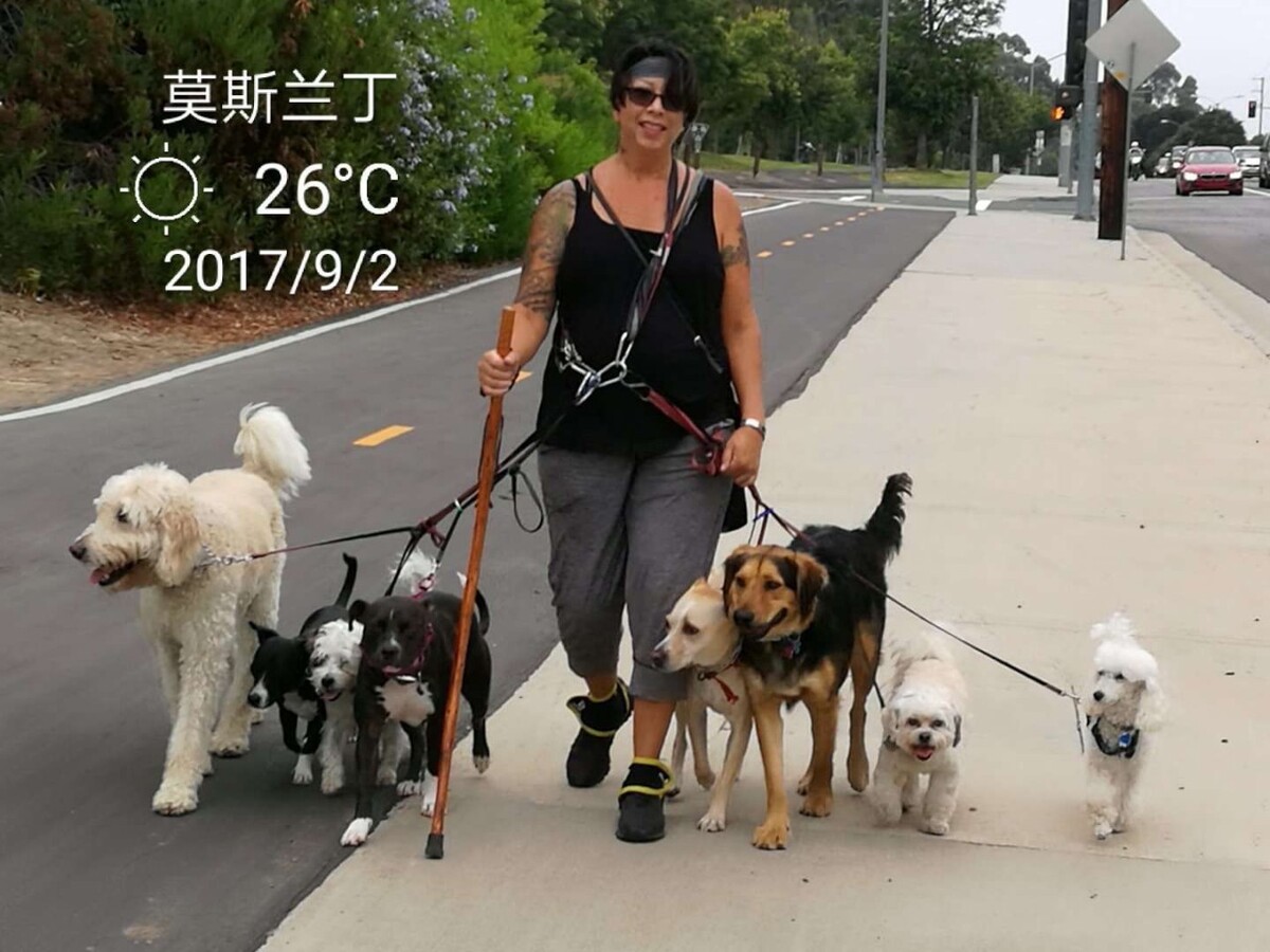 国内自驾带狗