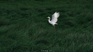141981