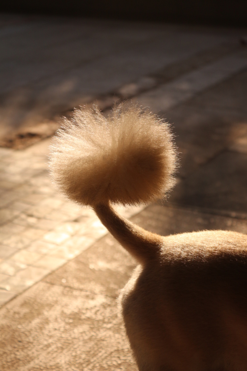 狗尾巴 - whisky525 - 图虫网 - 优质摄影师交流社区