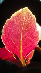 IMG_4210.JPG