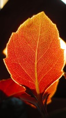 IMG_4220.JPG
