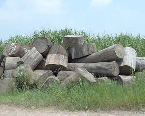 DSG_6698a