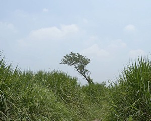 DSG_6700a