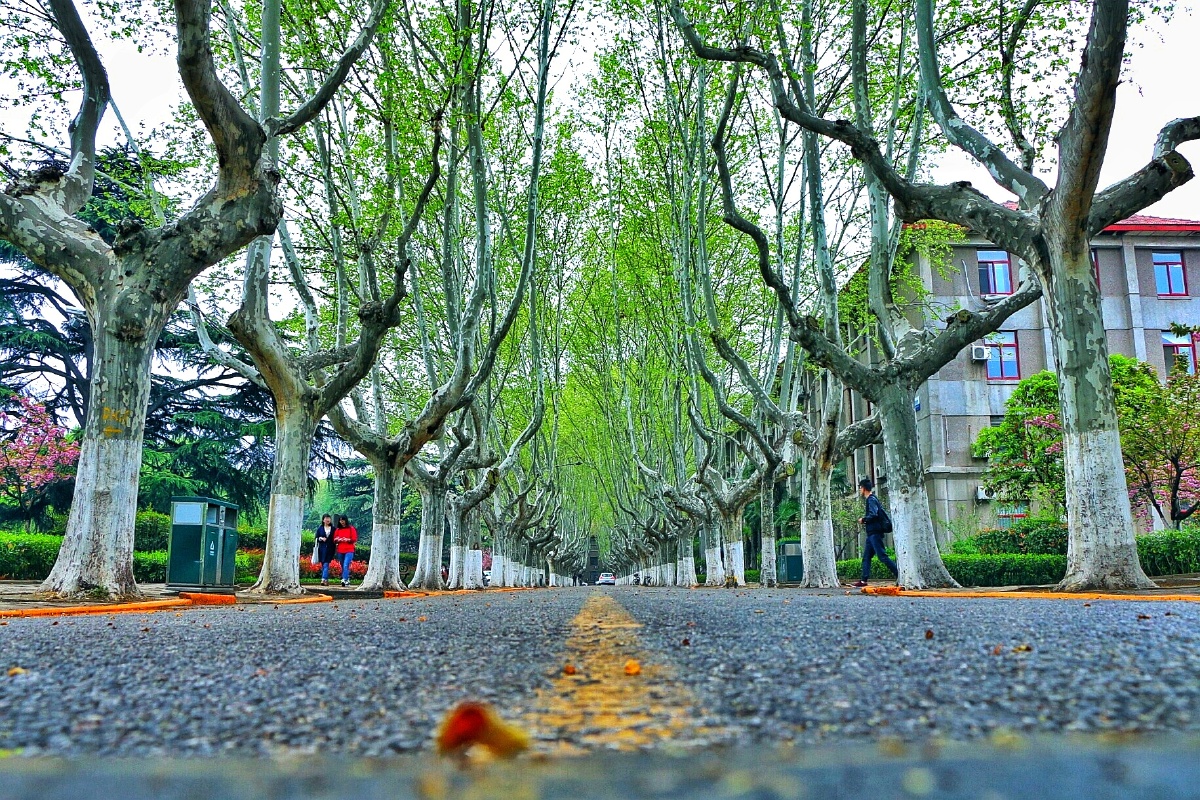 西安交通大学梧桐道