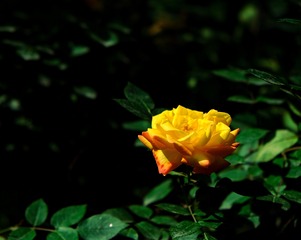 D11FDE1F-D61E-4C85-9594-843ECCE6B26E/L0/001