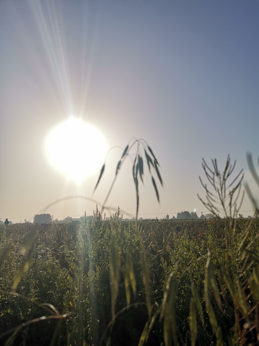 小草与阳光的碰撞手机拍摄 - 迷茫的真实 - 图虫
