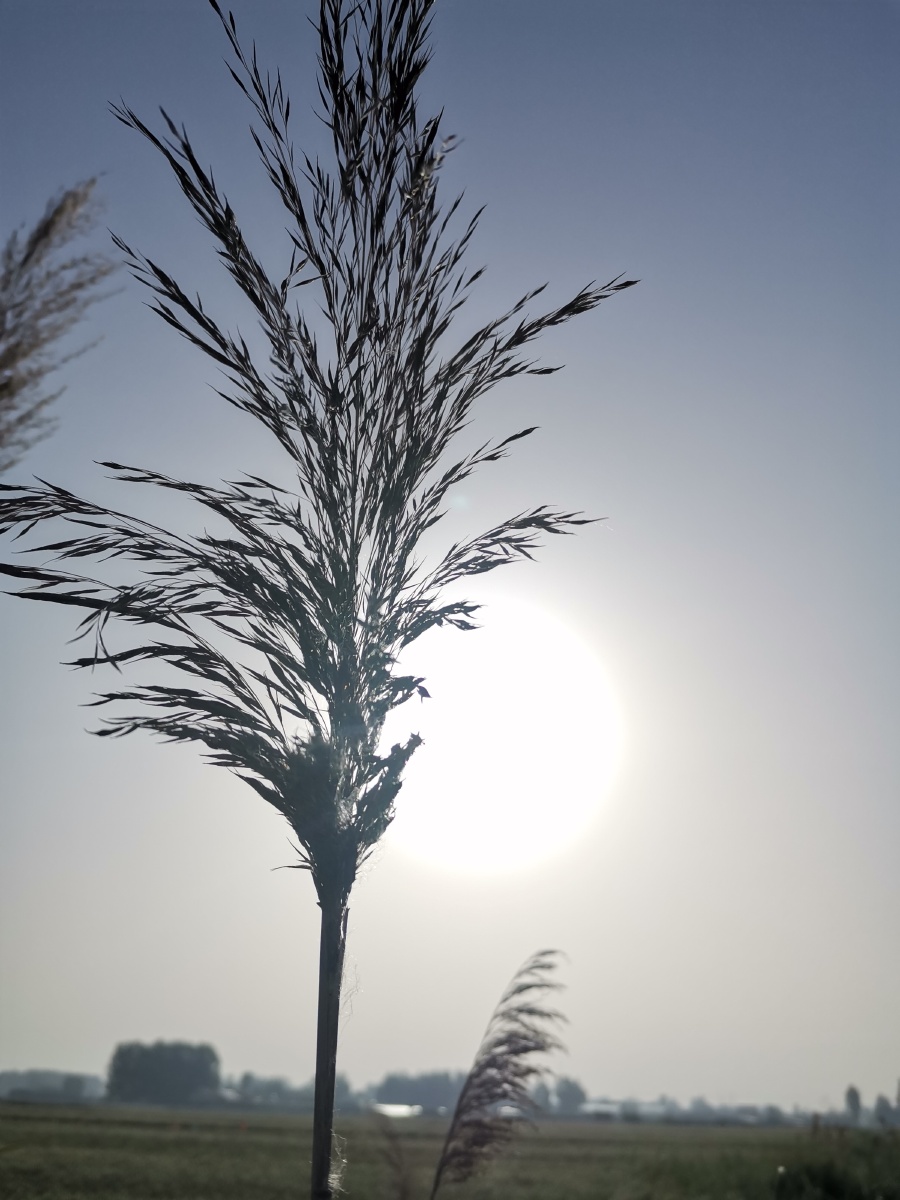 小草与阳光的碰撞手机拍摄 - 迷茫的真实 - 图虫