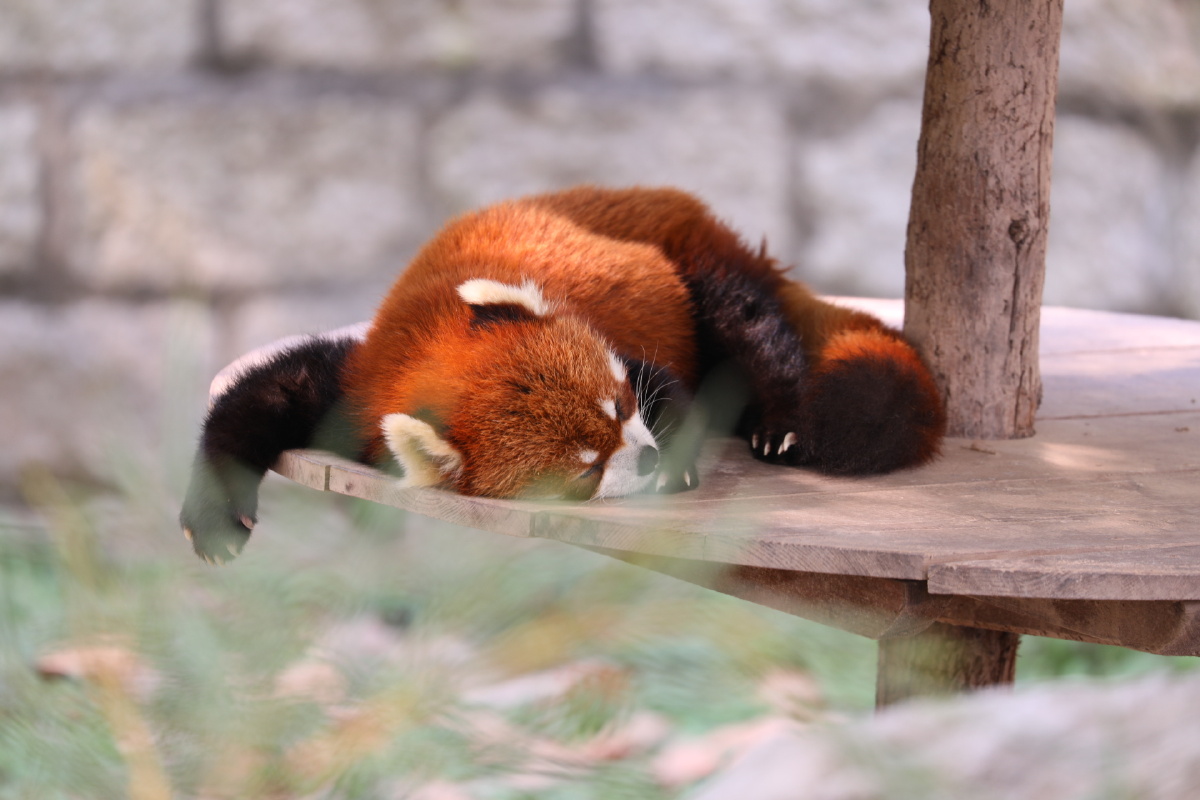 伙计,快醒醒!(小熊猫)