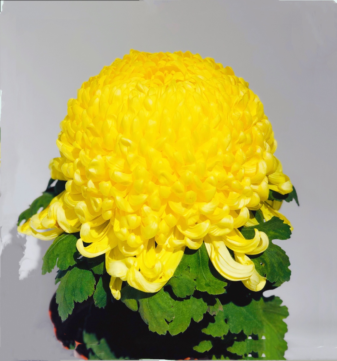 这菊花有个很不一样的名字黄鹤楼