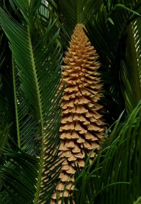 铁树开花百年难遇,因为其开花难度较大,也没有一定的规律可循.