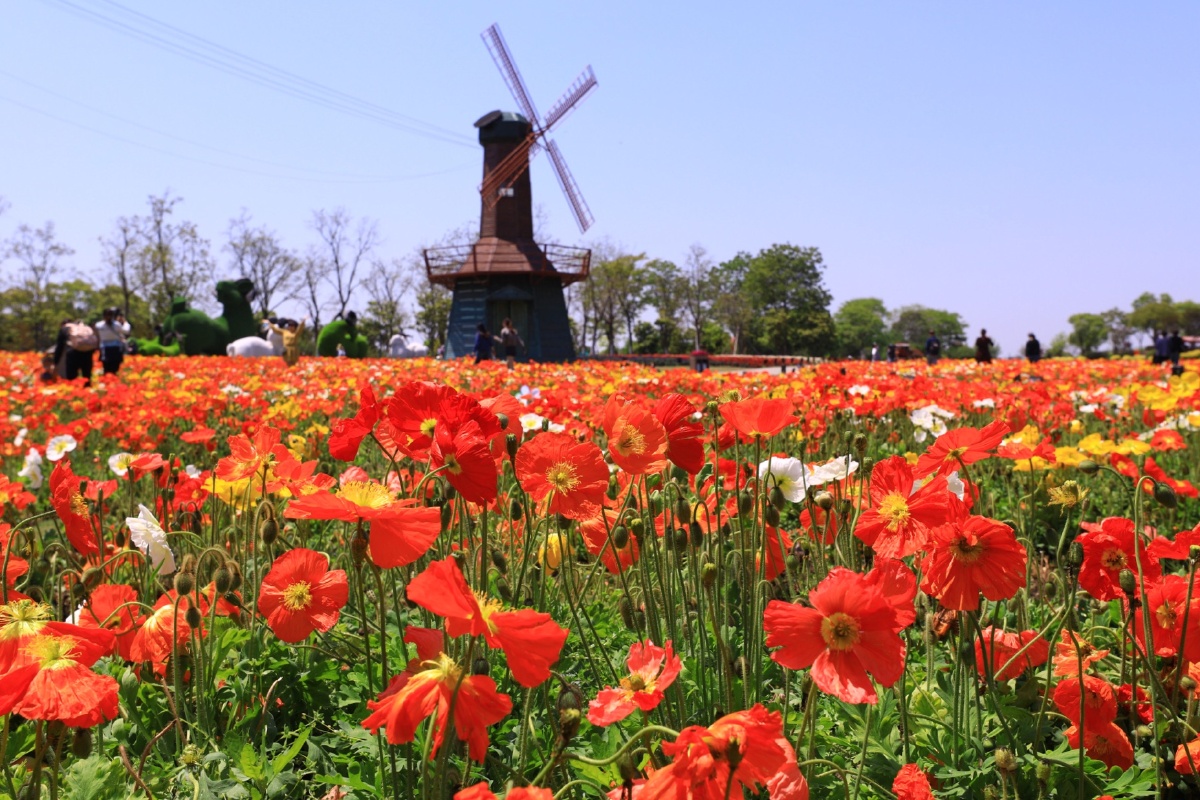 虞美人花海 - 伊绮 - 图虫
