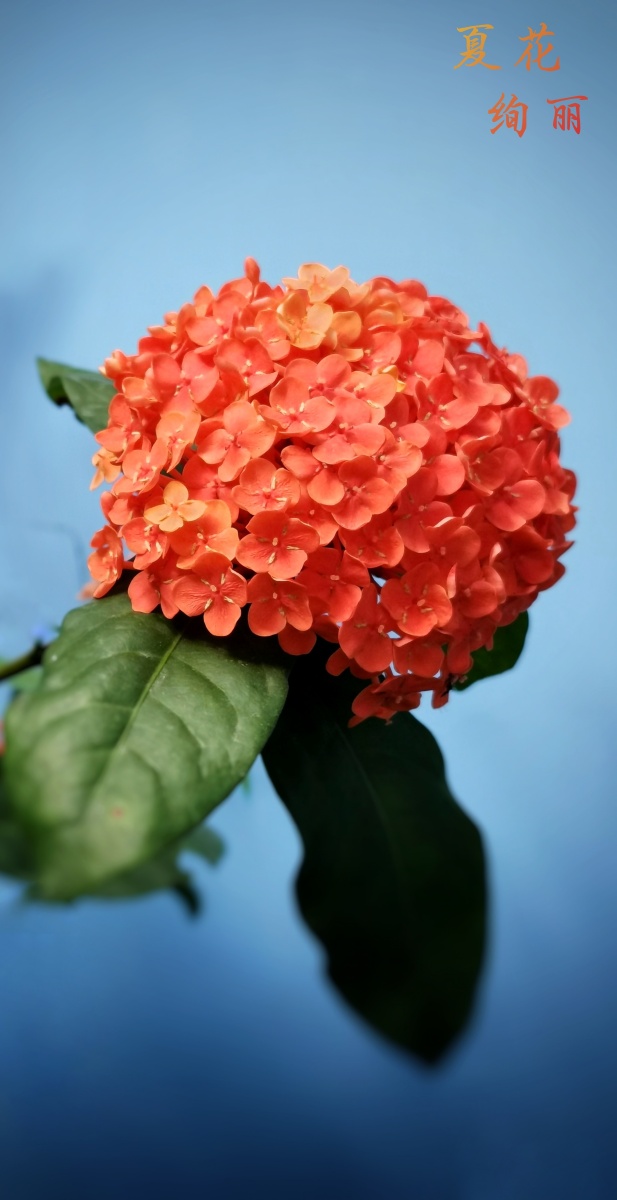 红色绣球花开这颜色罕见