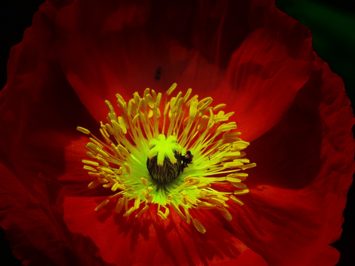 虞美人61花蕊 - 蓝天白云107 - 图虫