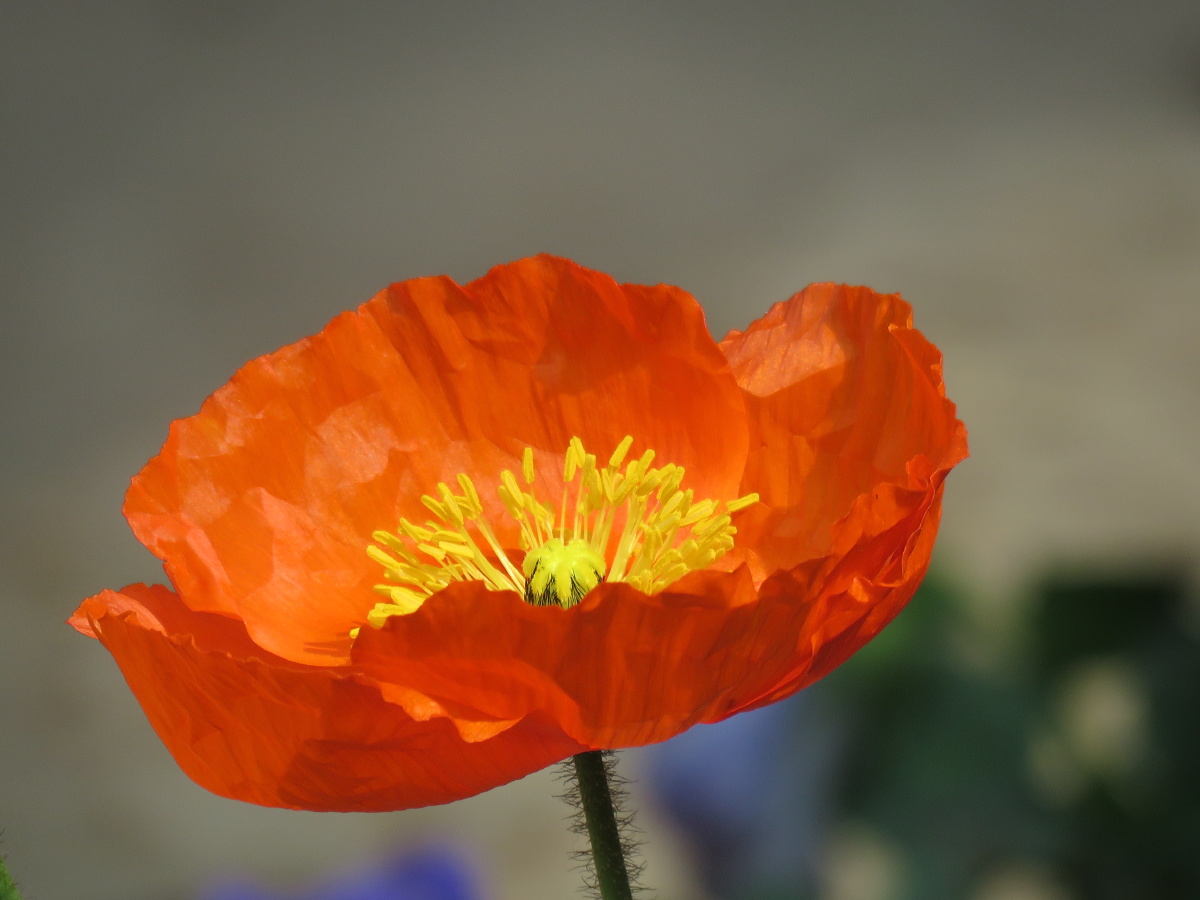 虞美人61花蕊 - 蓝天白云107 - 图虫