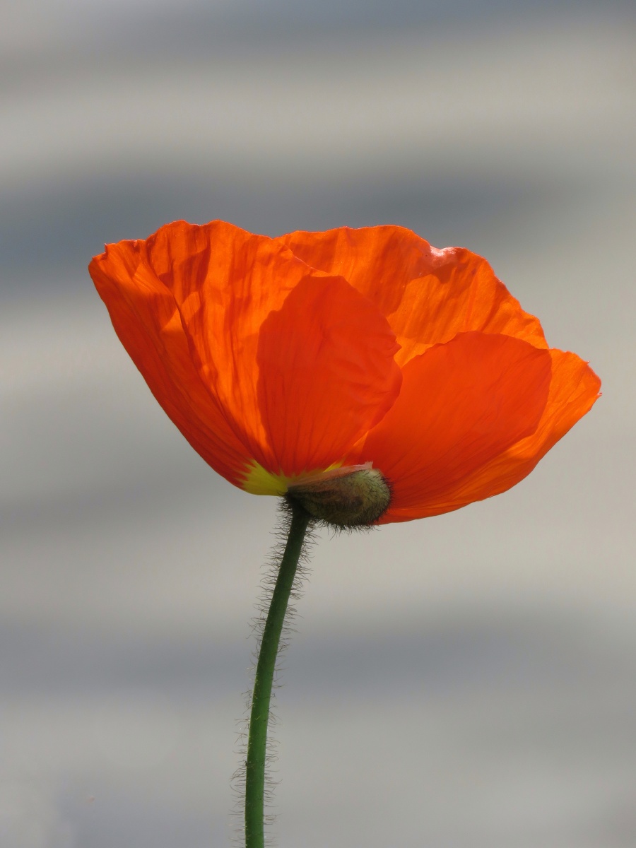 虞美人61花蕊 - 蓝天白云107 - 图虫