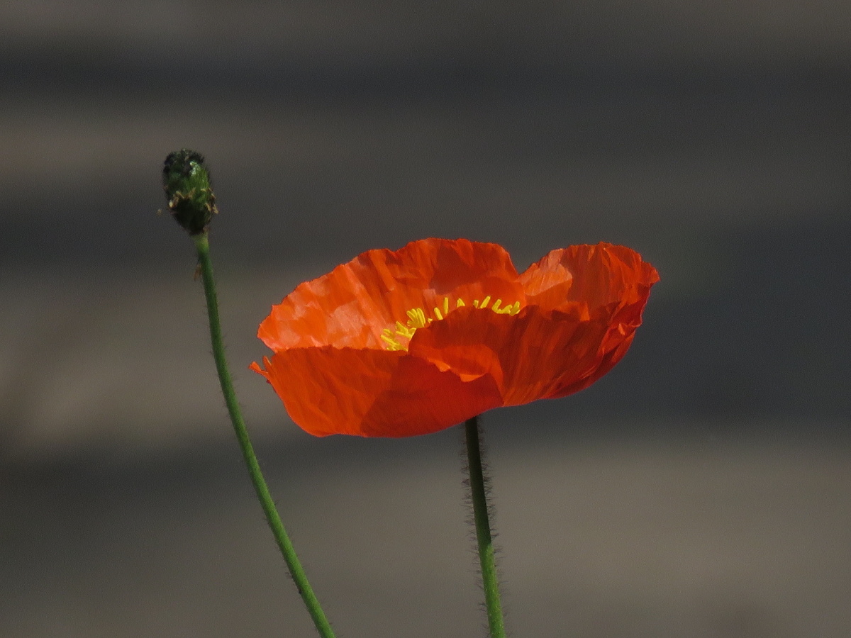 虞美人61花蕊 - 蓝天白云107 - 图虫