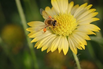 蜜蜂