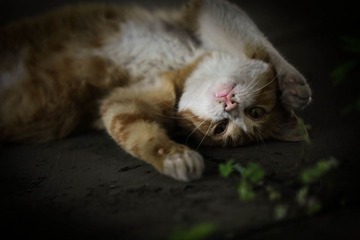 翻身了！