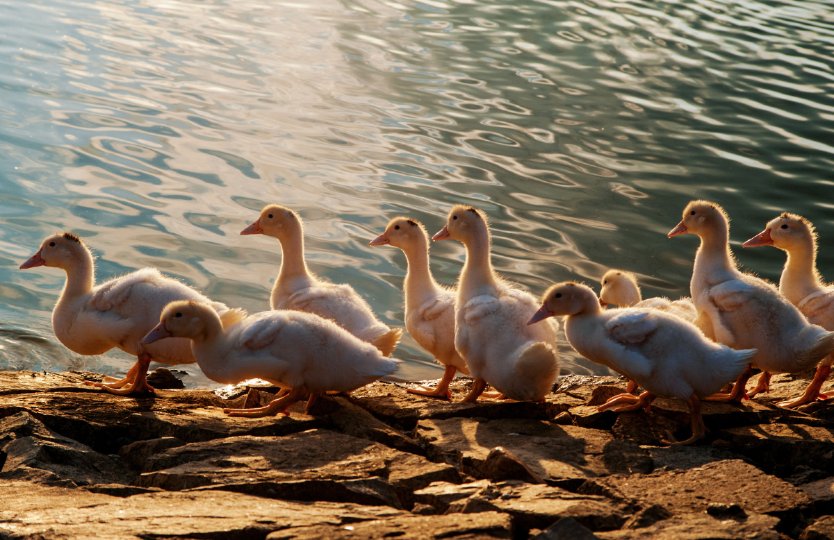 一群小鸭子