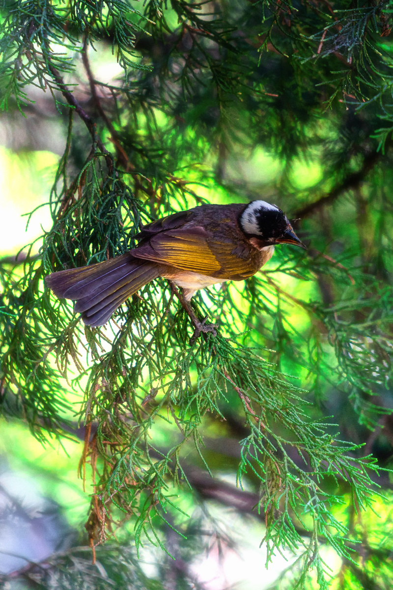 偶然拍到的白头翁和麻雀大小差不多